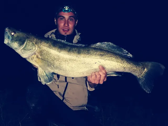 Zander