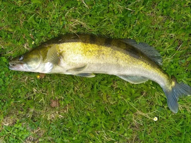 Zander
