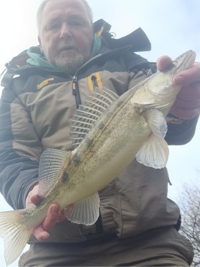 Zander