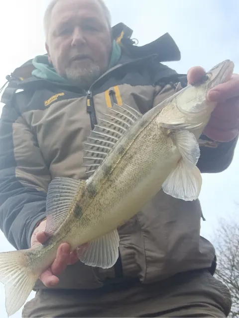 Zander