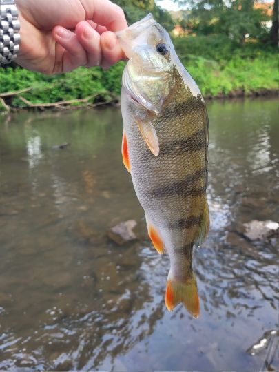 Flussbarsch