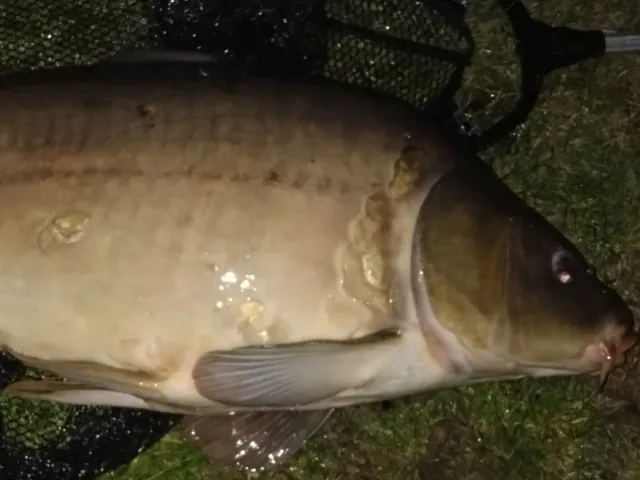 Karpfen
