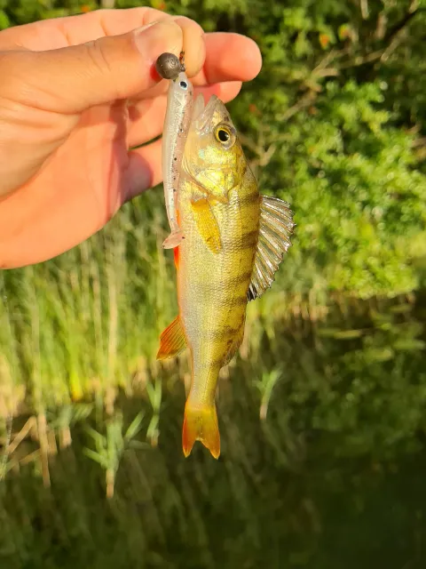 Flussbarsch