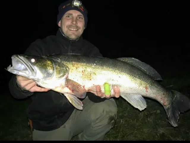 Zander