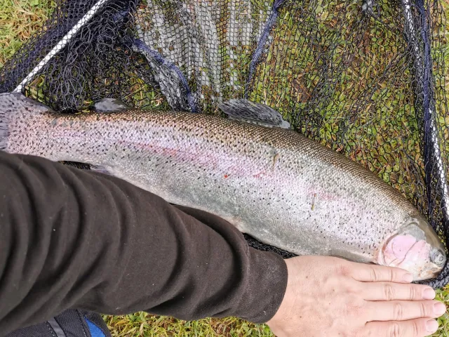Regenbogenforelle
