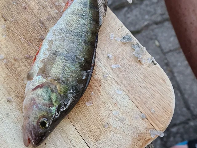 Flussbarsch