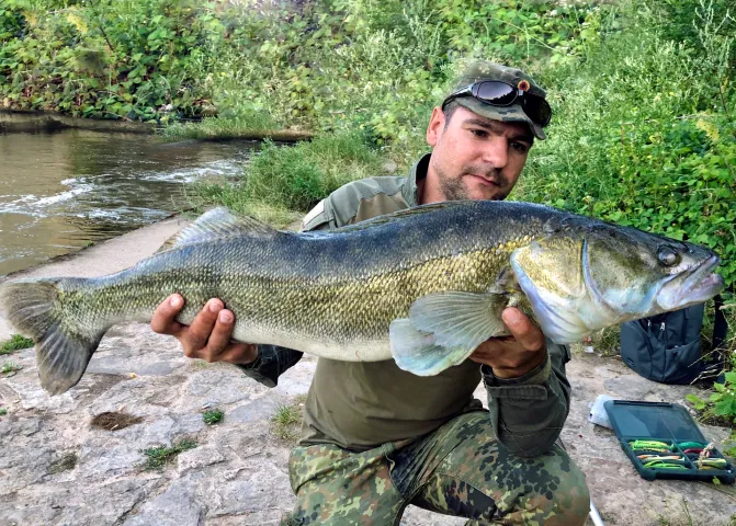 Zander