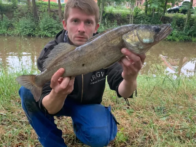 Zander