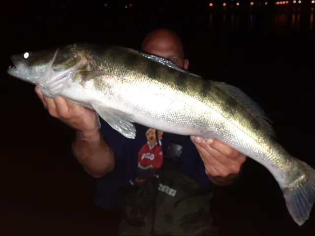 Zander