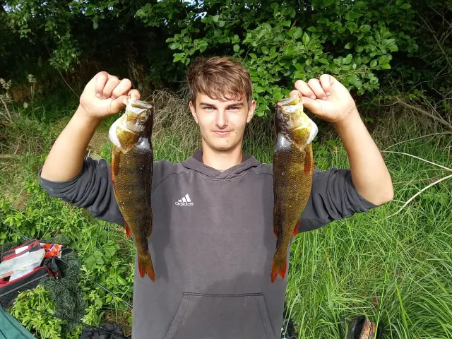 Flussbarsch