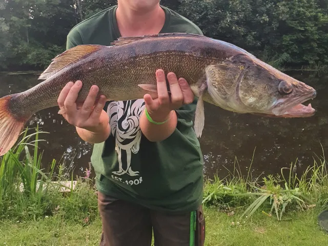 Zander
