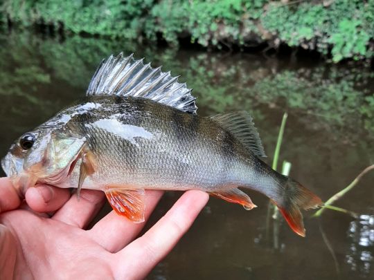 Flussbarsch