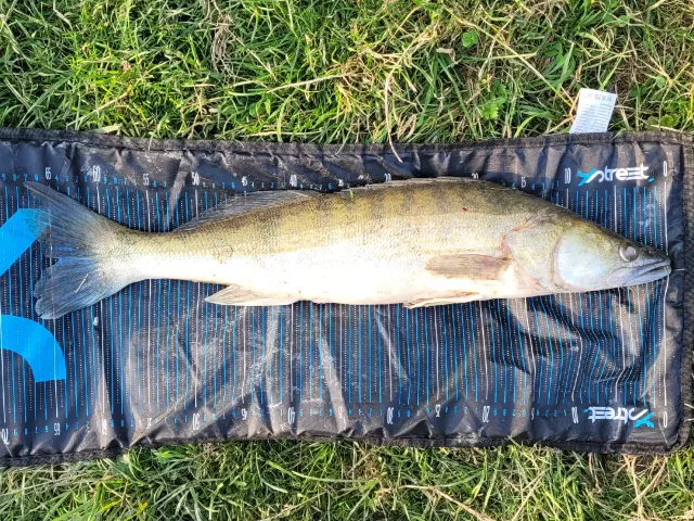 Zander