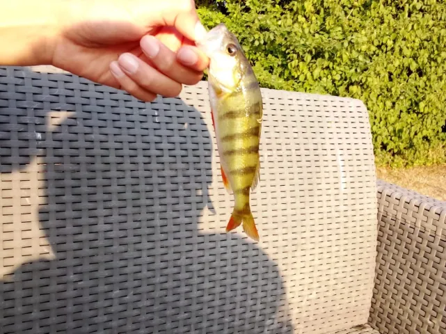 Flussbarsch