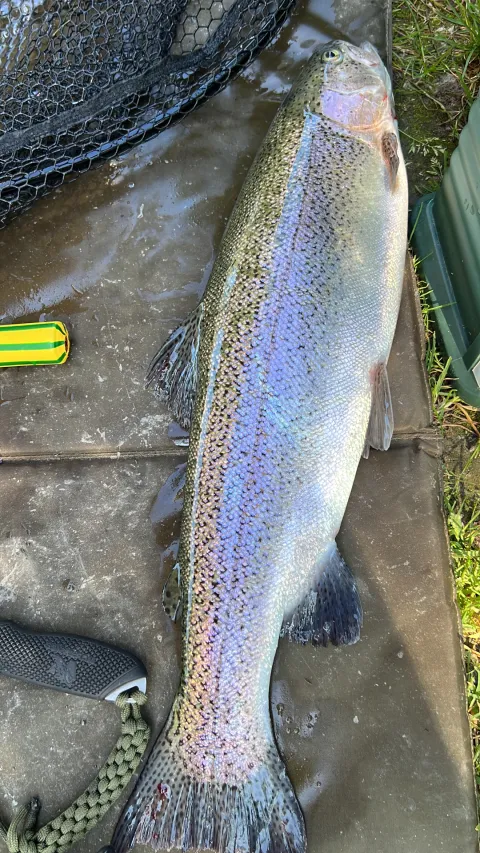 Regenbogenforelle