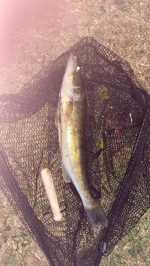 Zander