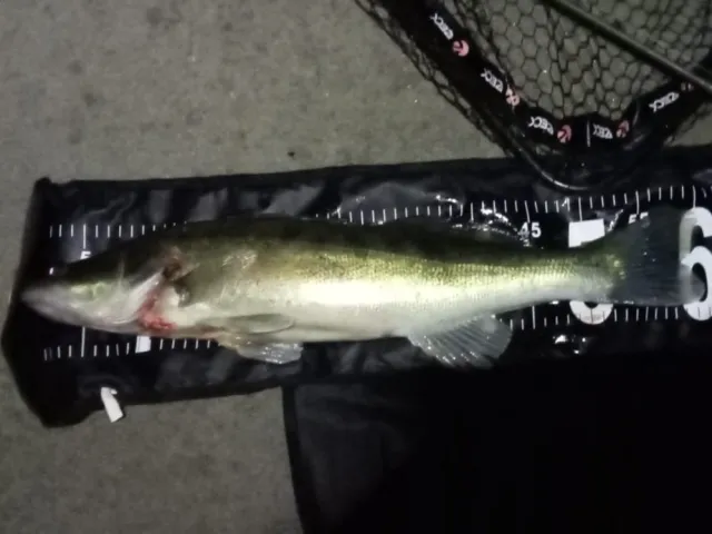 Zander