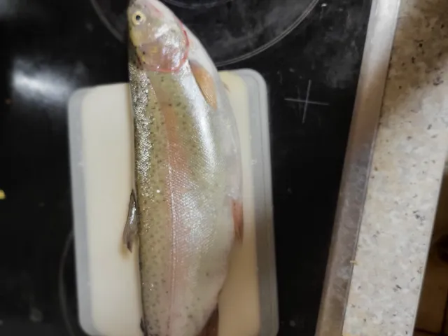 Regenbogenforelle