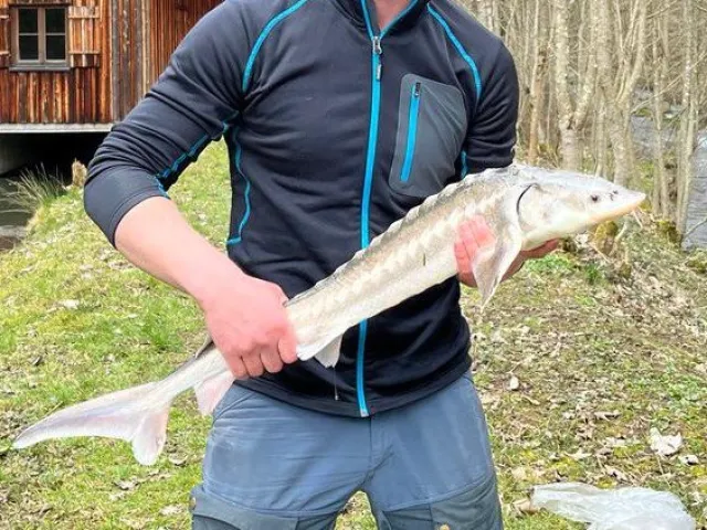 Stör