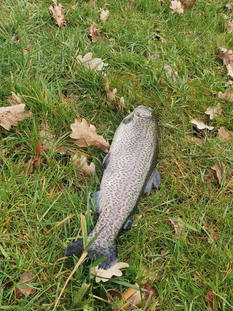 Regenbogenforelle