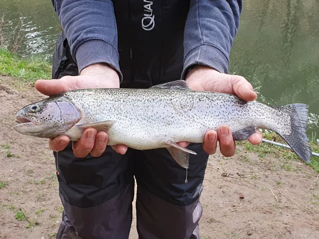 Regenbogenforelle