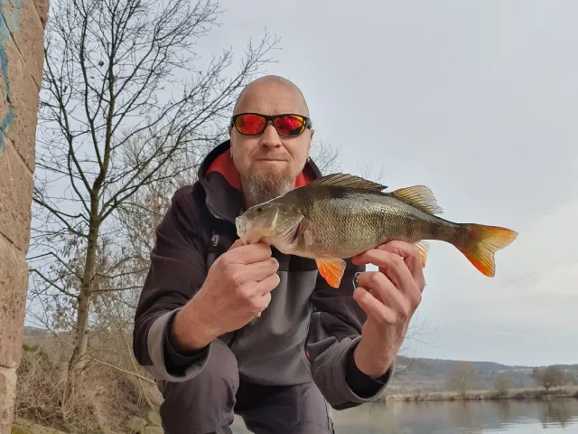 Flussbarsch