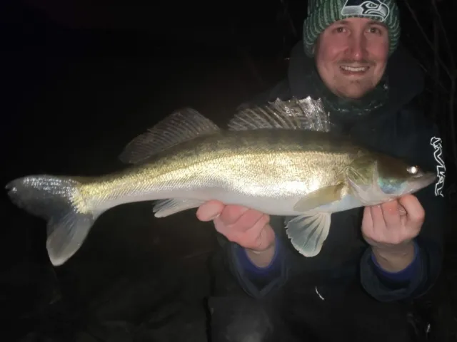 Zander