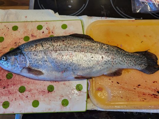 Regenbogenforelle