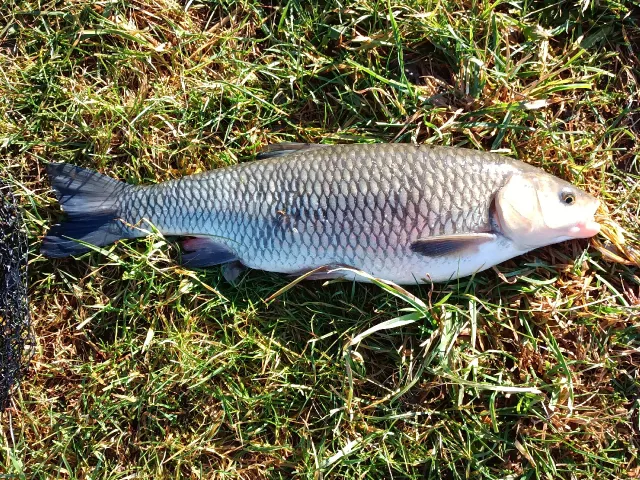Döbel