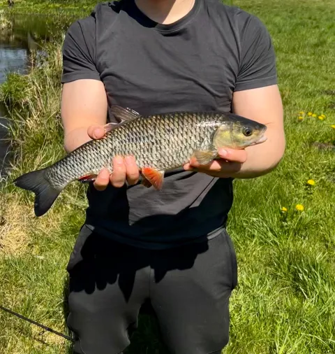 Döbel