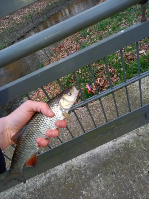Döbel