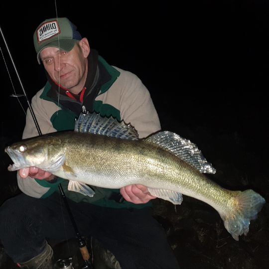 Zander