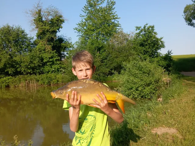 Karpfen