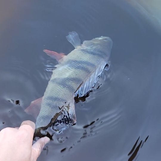 Flussbarsch