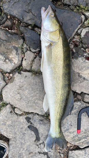 Zander-3