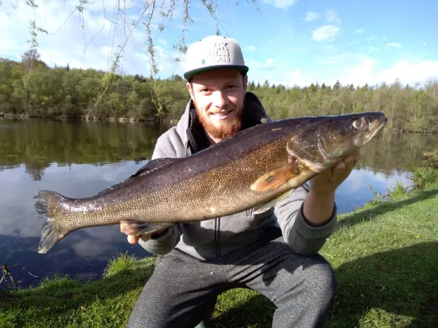 Zander