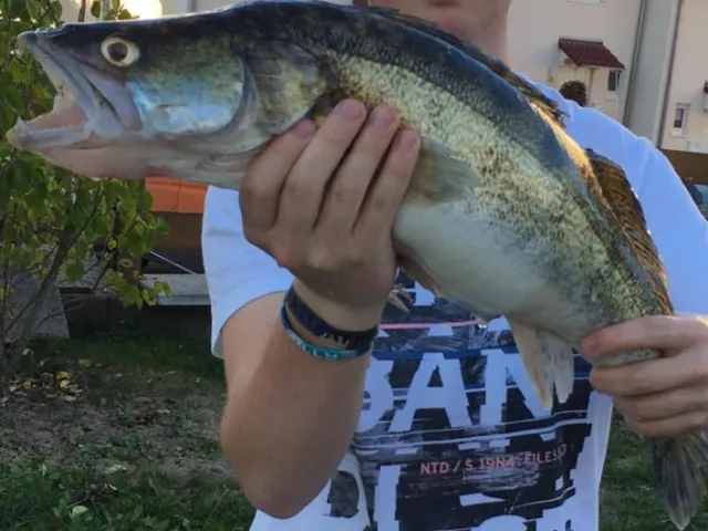 Zander