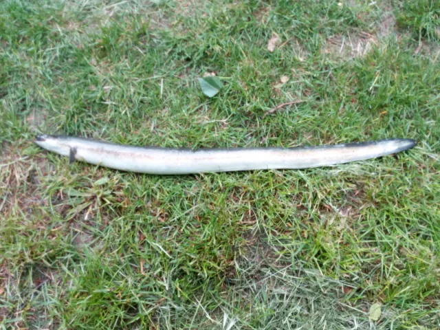 Aal