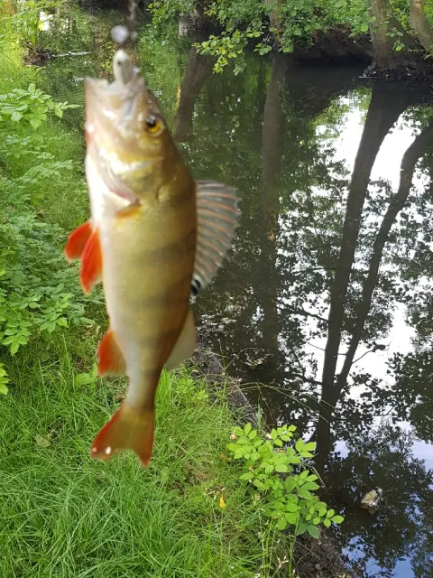 Flussbarsch