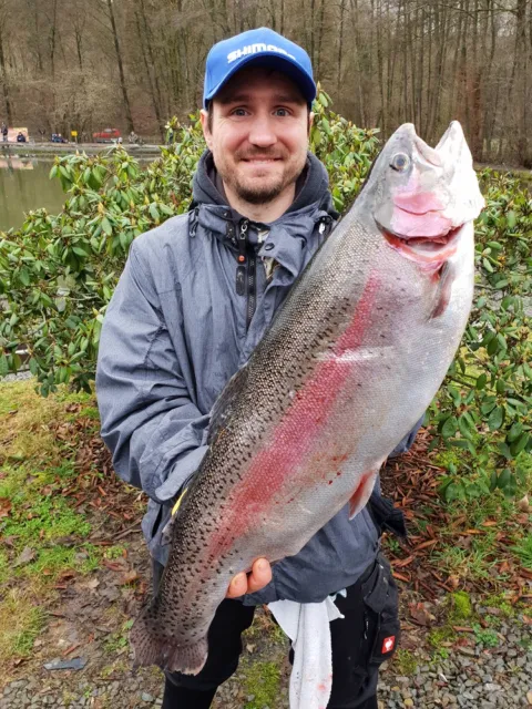 Regenbogenforelle