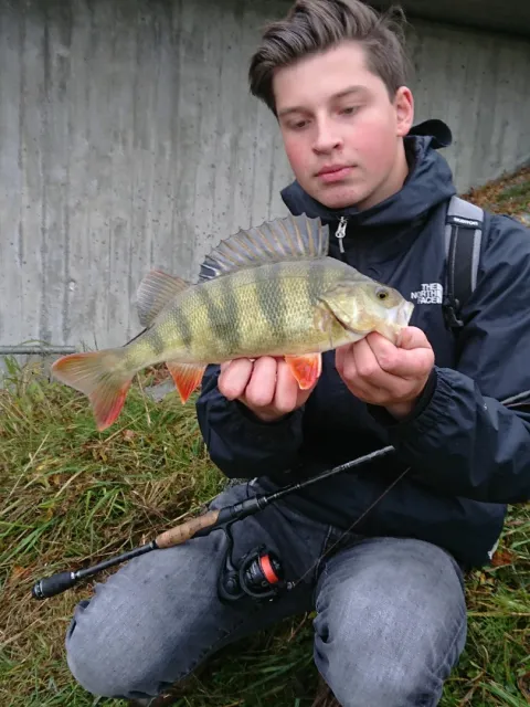 Flussbarsch
