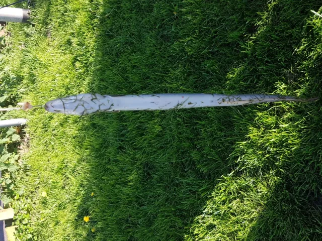 Aal