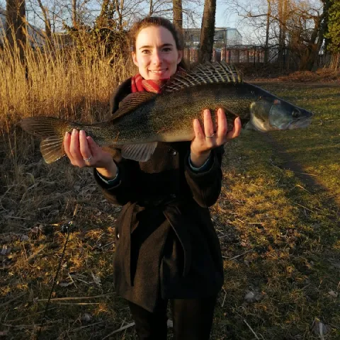 Zander
