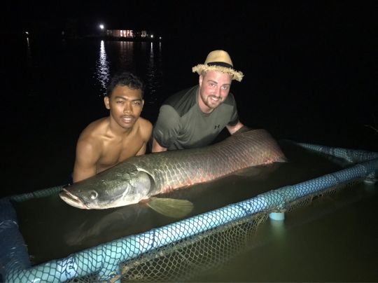 Arapaima