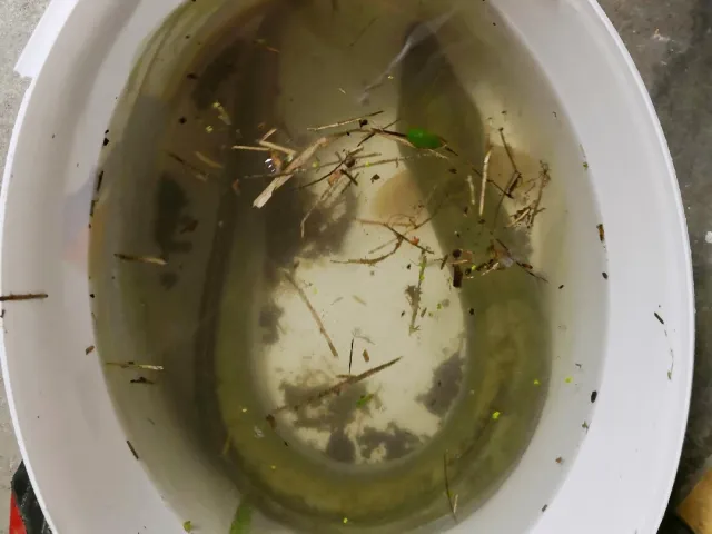 Aal