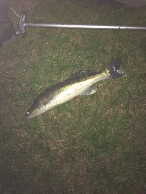 Zander