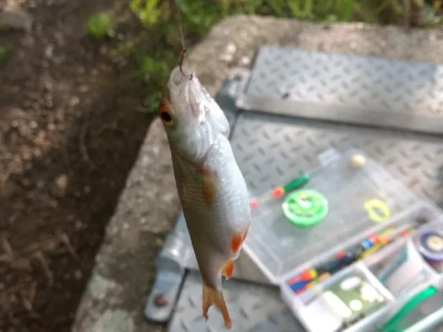 Rotfeder