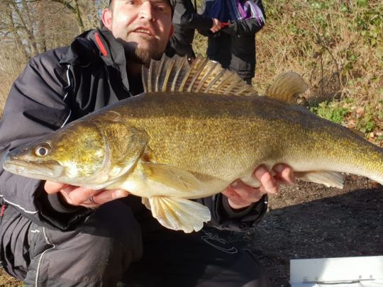 Zander