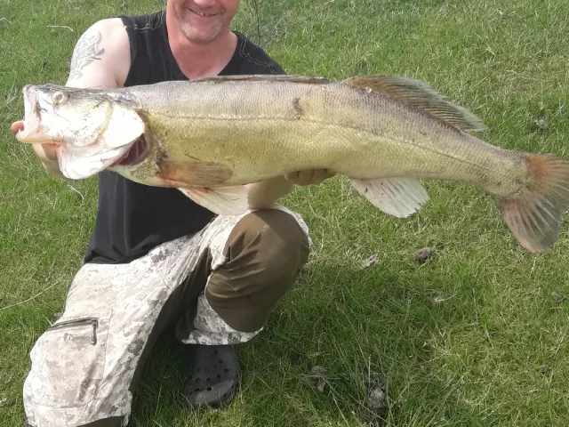 Zander