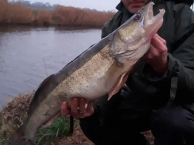 Zander